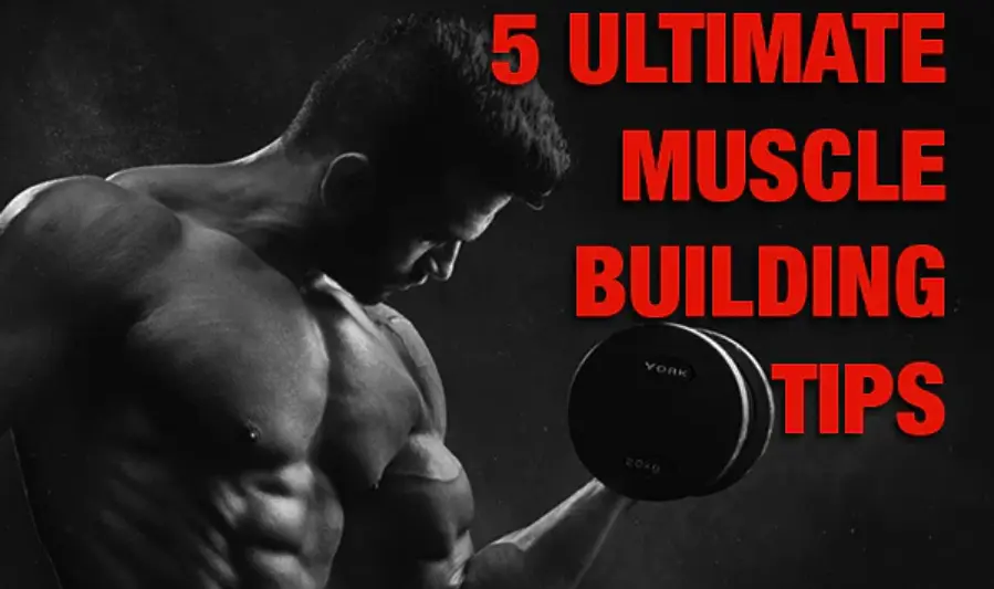 Understanding Muscle Building Basics